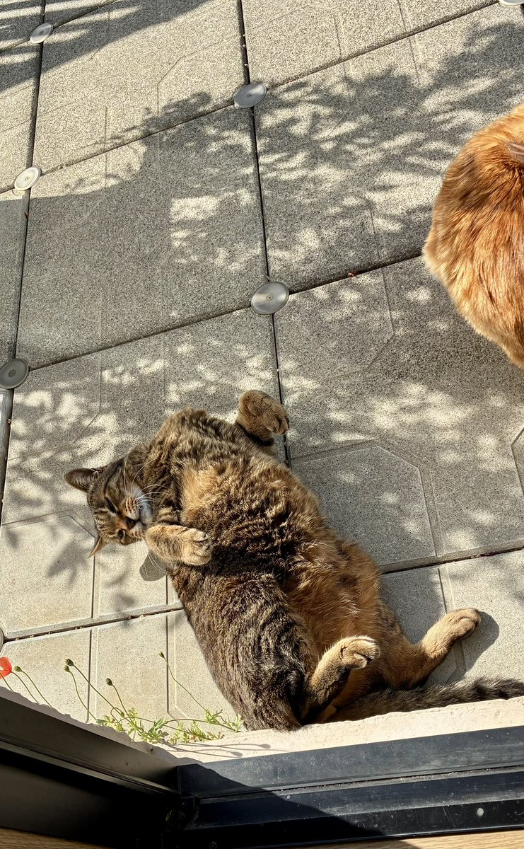 ブチャ tweet media