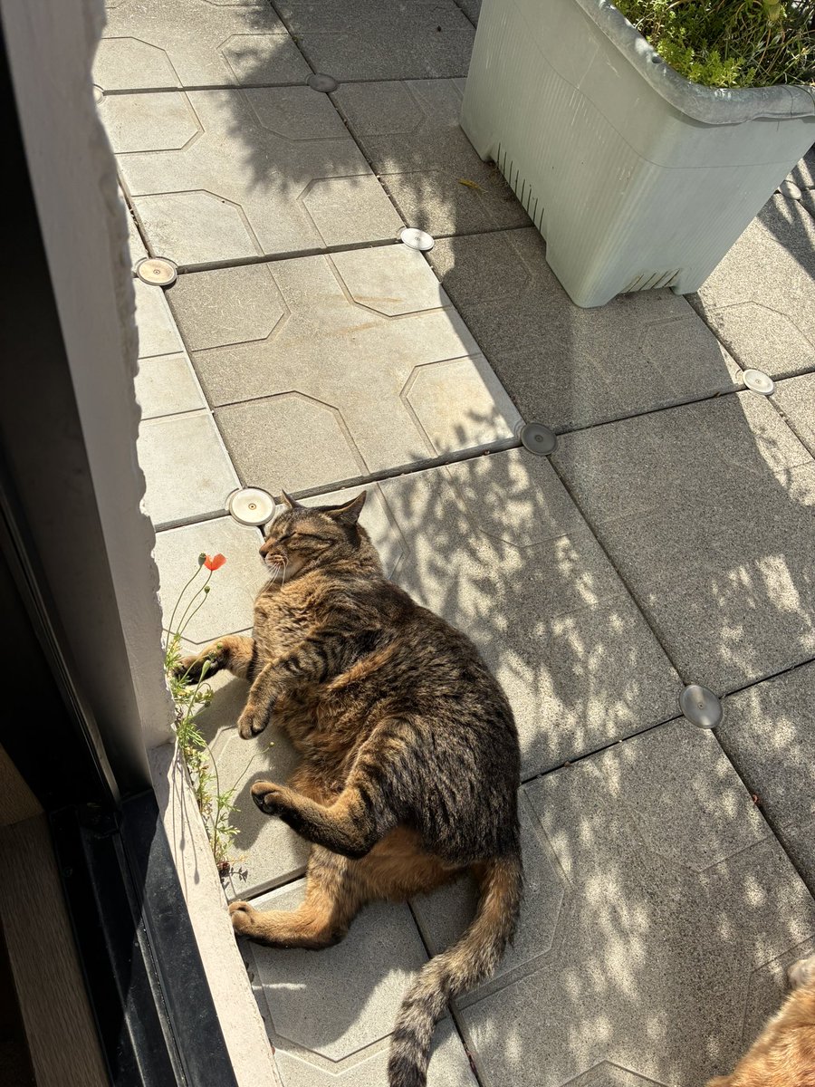 ブチャ tweet media