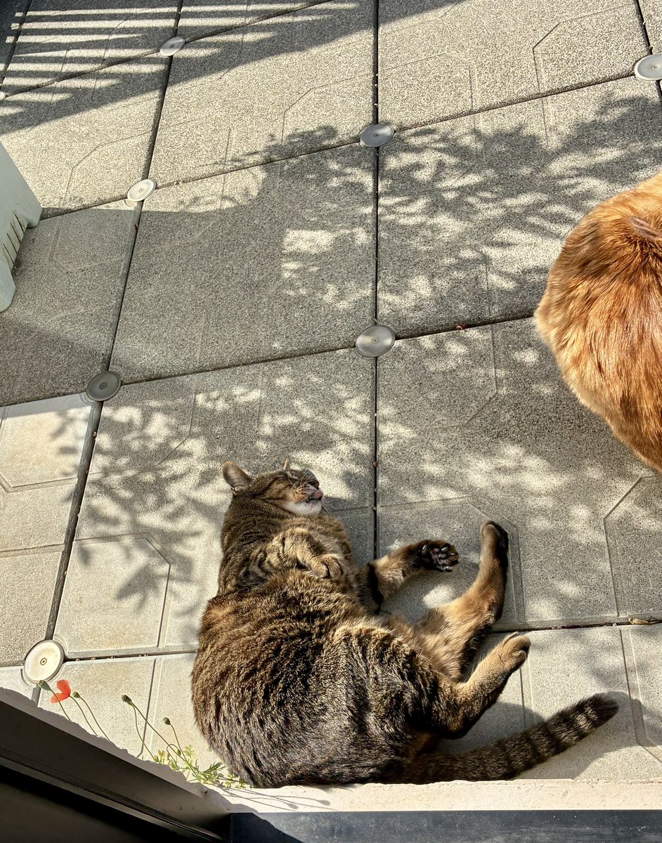 ブチャ tweet media