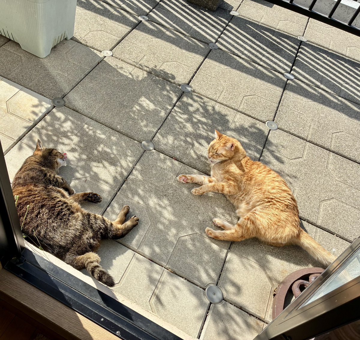 ブチャ tweet media