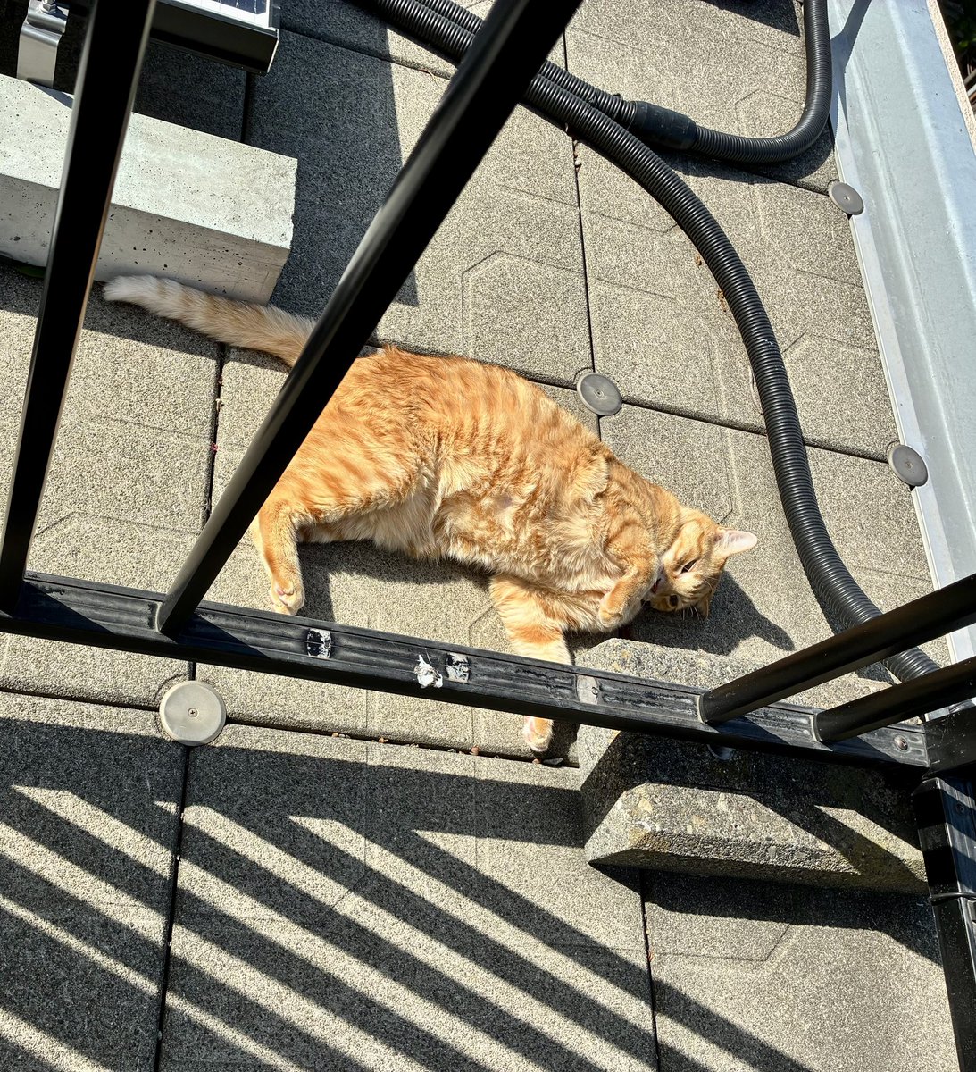 ブチャ tweet media