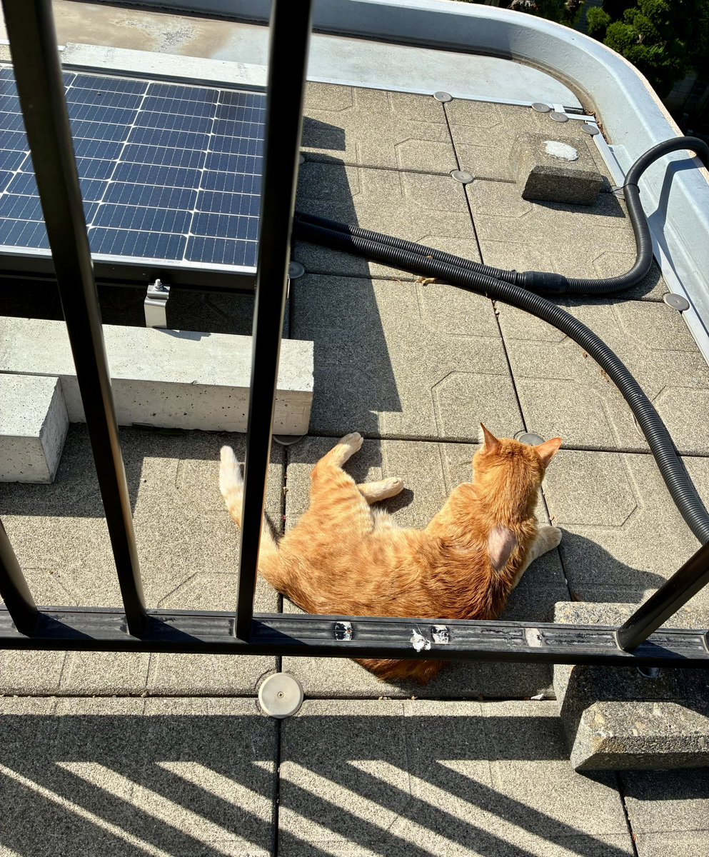 ブチャ tweet media