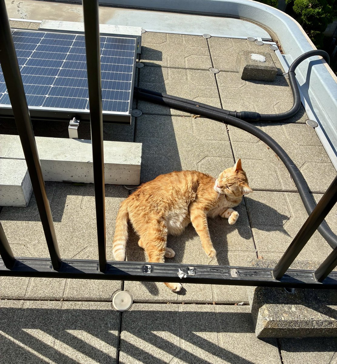 ブチャ tweet media