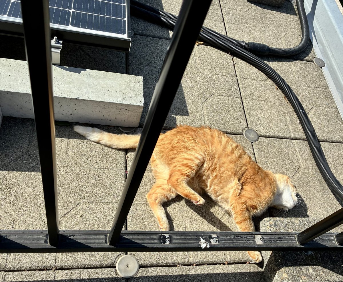 ブチャ tweet media