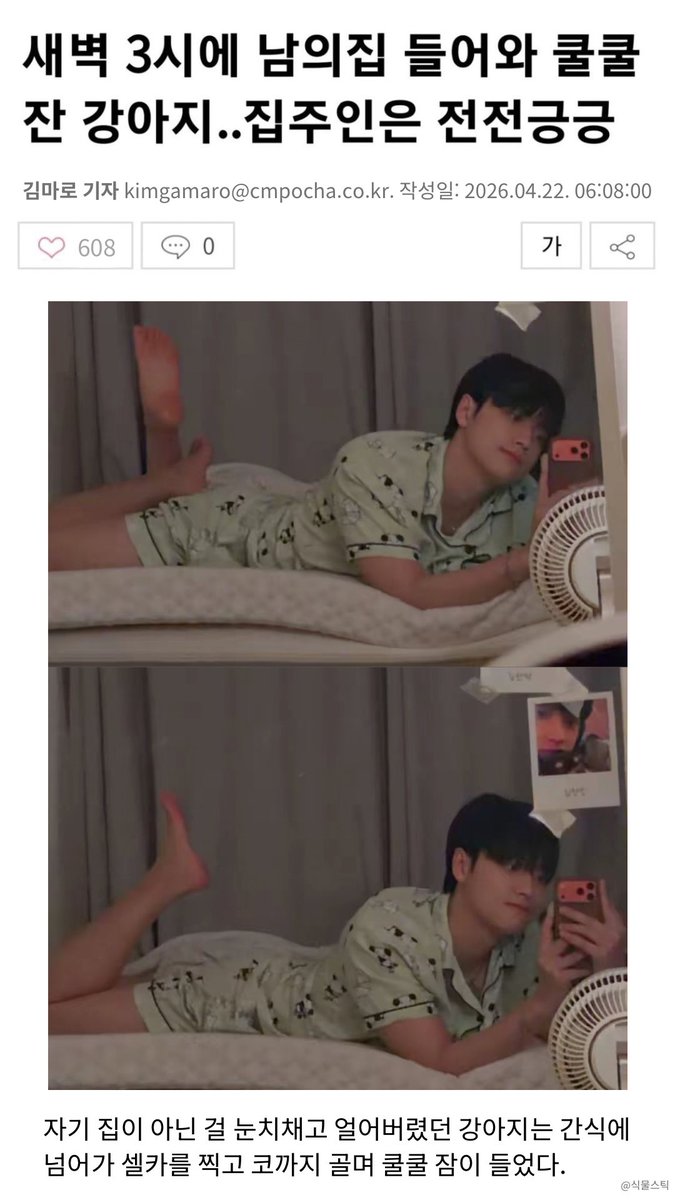 식물스틱 tweet media