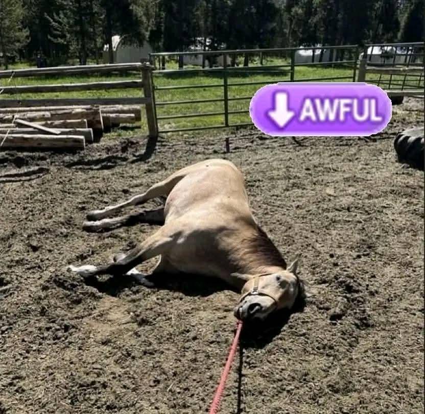 Captain Tori ❄️🏴‍☠️ Pirate Vtuber tweet media