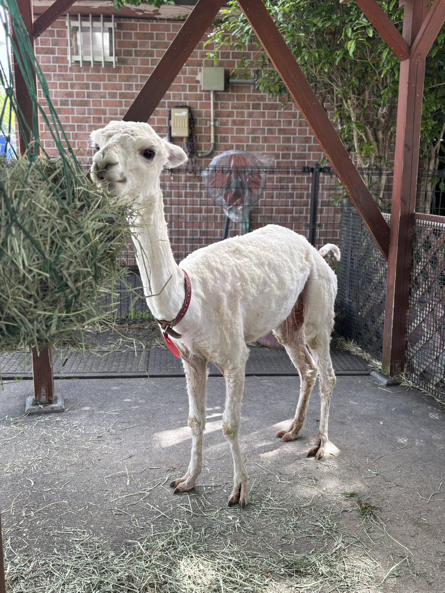 東武動物公園【公式】リュウくん tweet media