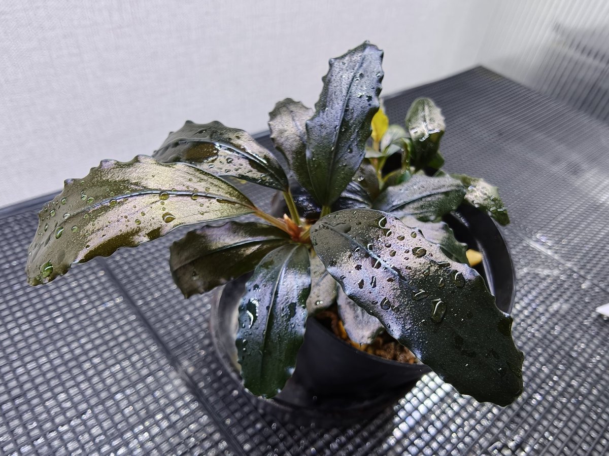 Bucephalandra sp.2020 purple[カミハタ] 【公式通販】