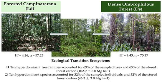 MDPIEnvironment's tweet image. 💭 Ever wondered how #tree communities change across #ecological transitions in the #Amazon?🌱

👉 Dive into the study: brnw.ch/21x1E92

#Amazon #TreeDiversity #TimberSpecies #ForestStructure #EndemicSpecies