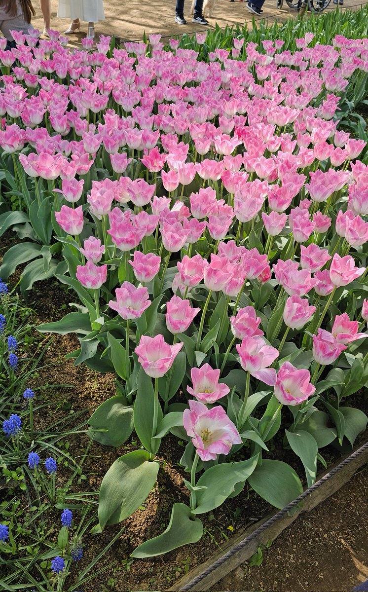 大野敦子🌙4/26@M3第二展示場1Fか-16b tweet media