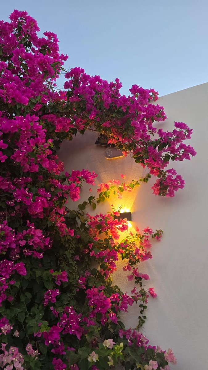 خالد شريفي tweet media