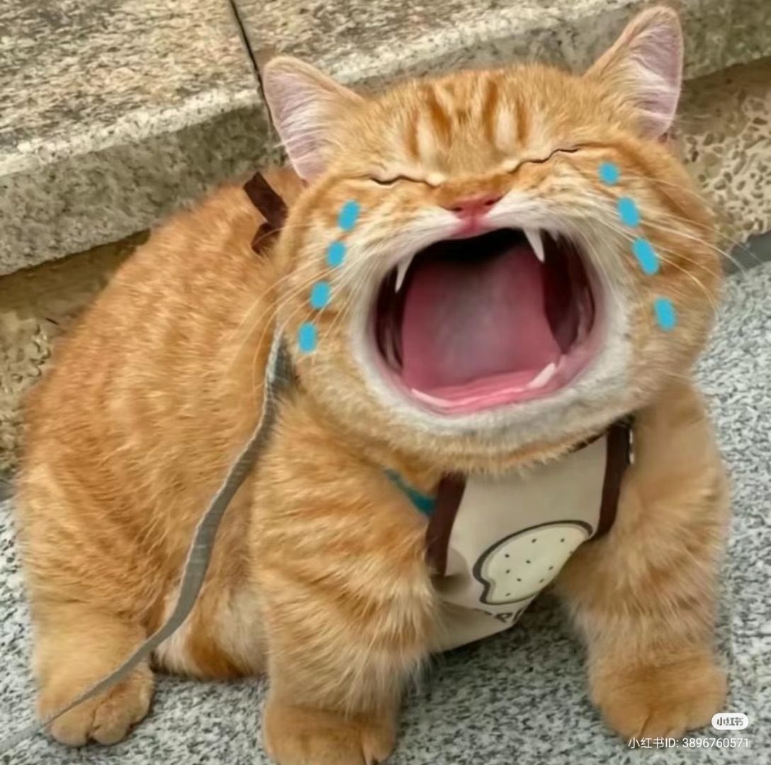 No Context Cats tweet media