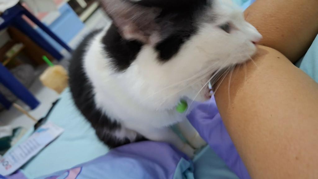 p.Netty🥰 นวดระนอง tweet media