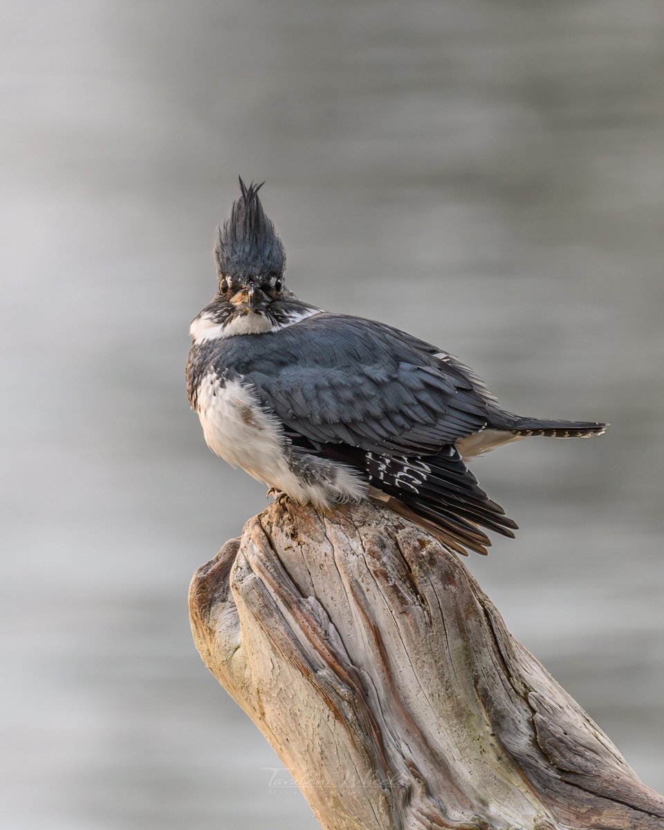 wheeler244's tweet image. Literally the best hairstyle goes to this elusive male Kingfisher. I hadn’t realized i caught its head turned towards me with its little eye’s bulging out. Such a cool bird  #pnw #wawx #nature