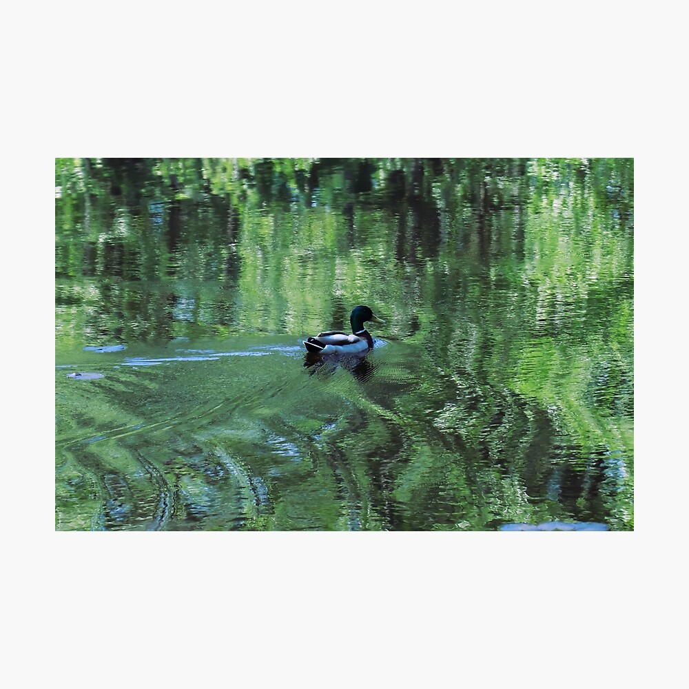 HurmerintaArt's tweet image. Beautiful wall art. 
A wonderful mallard swimming in a small sea bay. The green tree branches make amazing reflections on the water. 

#buyart #wallart #mallard #birdphotograhpy

redbubble.com/i/photographic…