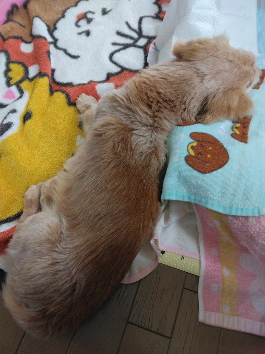 ゆきぞー tweet media