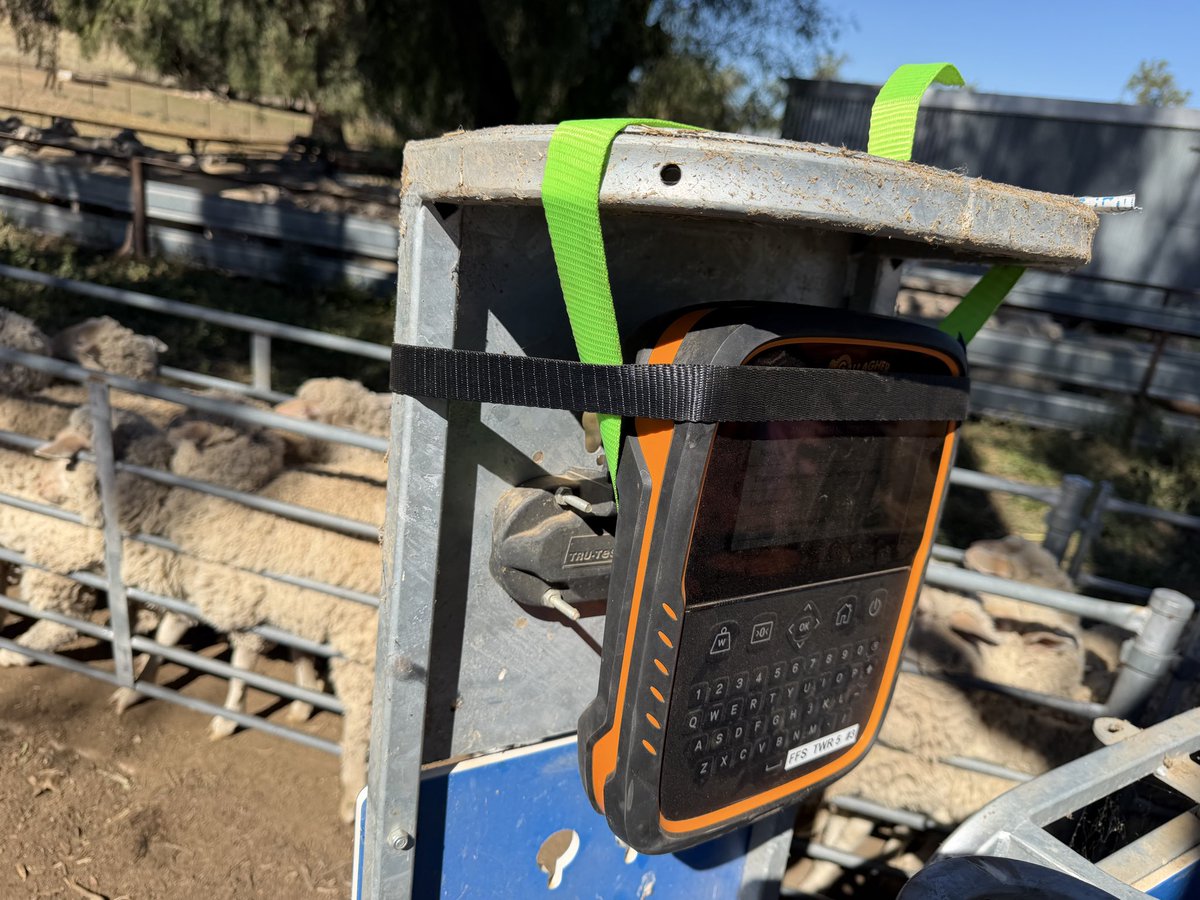 4FlocksSake's tweet photo. No mount no worries - a few straps wil sort  it if your crap with wire - high tech solutions only https://t.co/lWwNmdSJjA