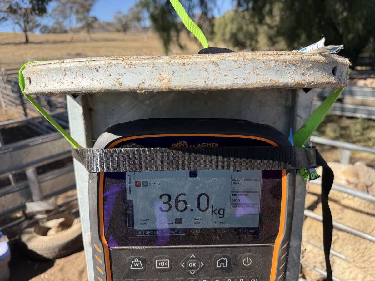 4FlocksSake's tweet photo. No mount no worries - a few straps wil sort  it if your crap with wire - high tech solutions only https://t.co/lWwNmdSJjA
