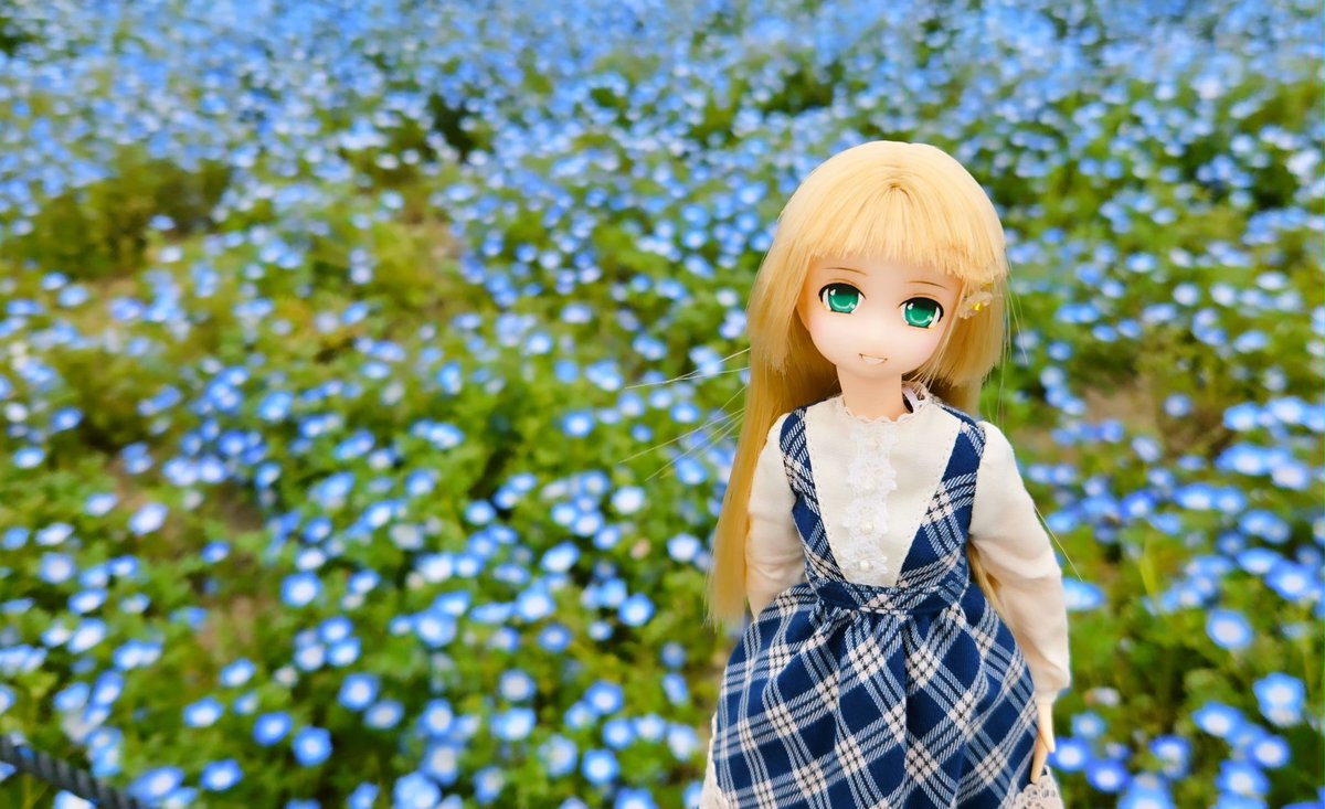 CymNin's tweet photo. 舞洲のネモフィラ祭りへ。一面に咲いててとても綺麗でした。
#ピュアニーモ 
#ドール服 
#ネモフィラ 
#花 
#フィギュア https://t.co/VlYUv2It3I