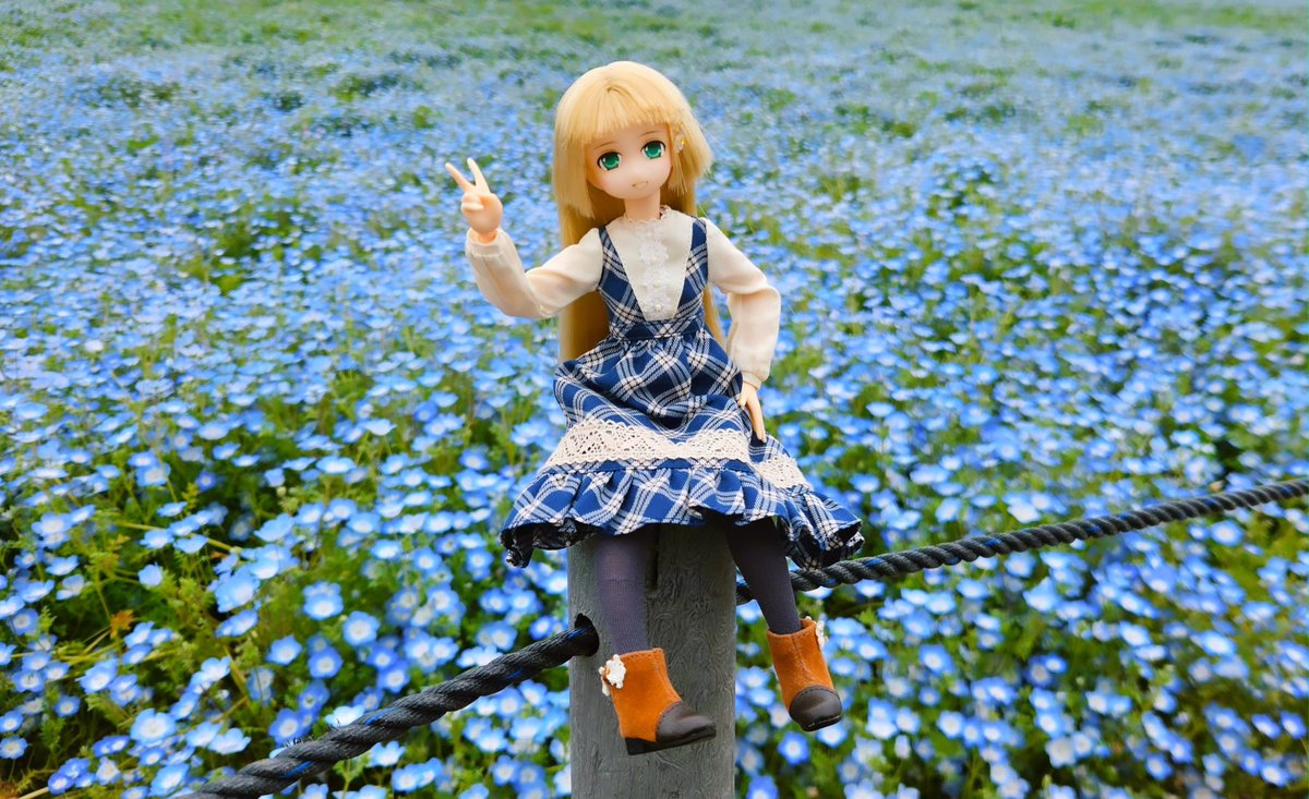CymNin's tweet photo. 舞洲のネモフィラ祭りへ。一面に咲いててとても綺麗でした。
#ピュアニーモ 
#ドール服 
#ネモフィラ 
#花 
#フィギュア https://t.co/VlYUv2It3I
