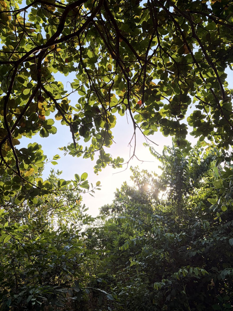 ACSweety_'s tweet photo. 🌱🌿🍃 https://t.co/r8vgyy4cSG