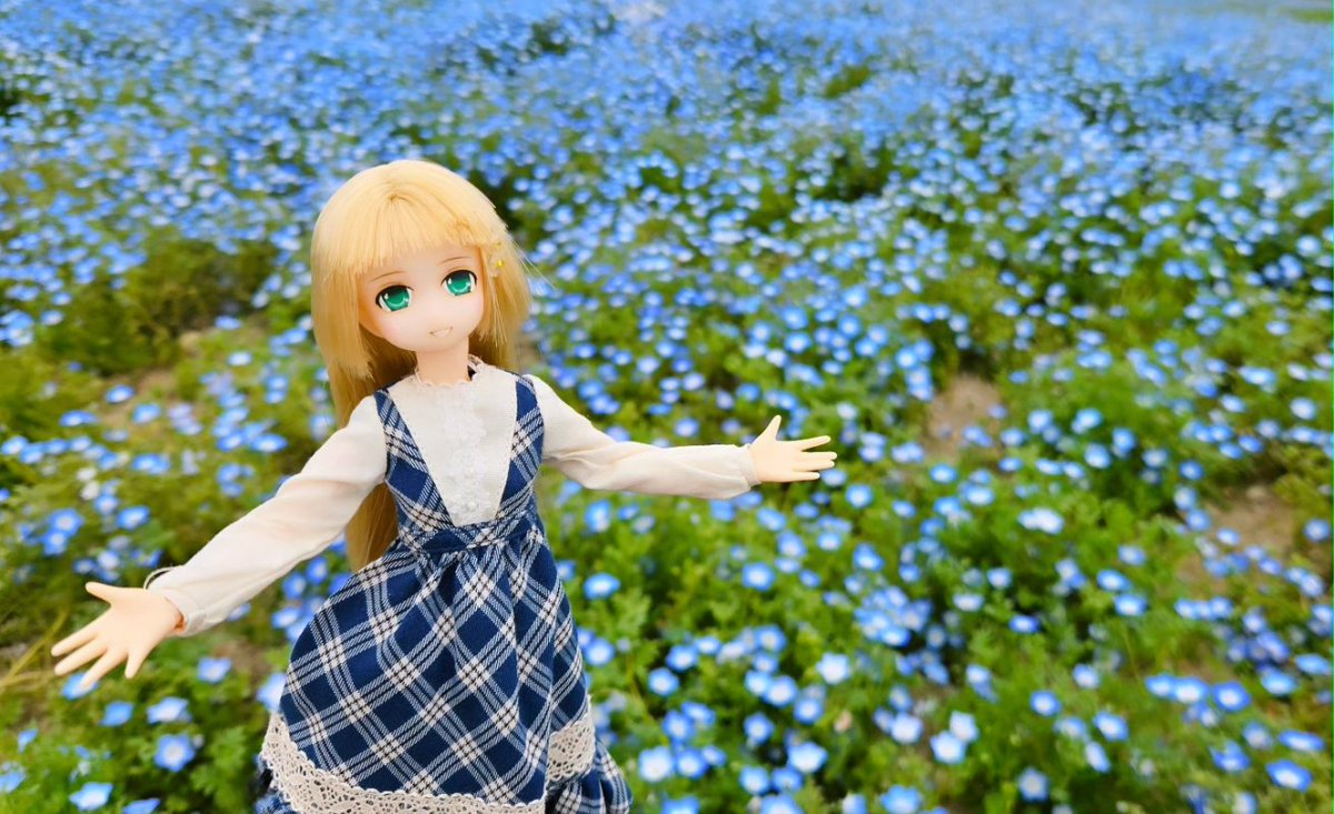 CymNin's tweet photo. 舞洲のネモフィラ祭りへ。一面に咲いててとても綺麗でした。
#ピュアニーモ 
#ドール服 
#ネモフィラ 
#花 
#フィギュア https://t.co/VlYUv2It3I