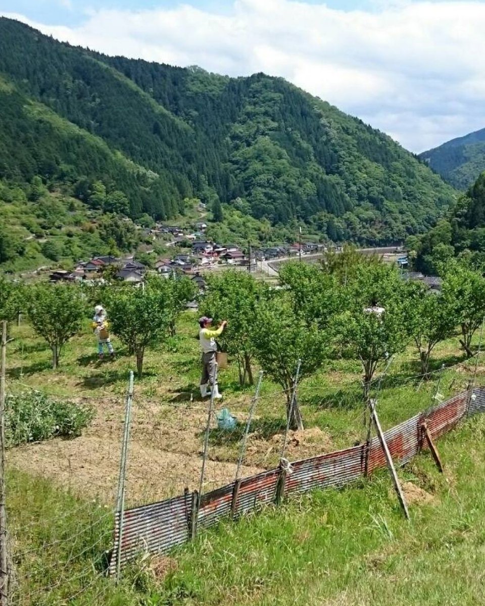 yabulovewalker's tweet photo. 🌿✨ 初夏だけの特別な香り。✨🌿

朝倉山椒の実山椒（生）〈予約受付中〉

収穫のタイミングを見極め、
ひと房ずつ丁寧に手摘み。
収穫当日に出荷される、特別な生山椒です。

初めての方でも安心な「下処理レシピ」付き

https://t.co/ncIzA4a5f1 https://t.co/QOfW8Ube8v