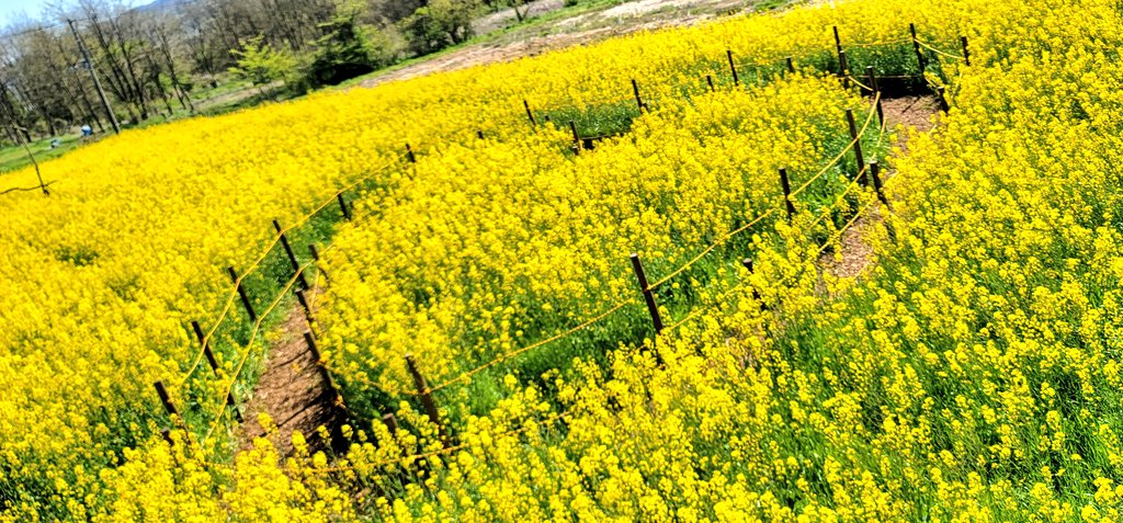 yu-。⚽🌸🌷 tweet media