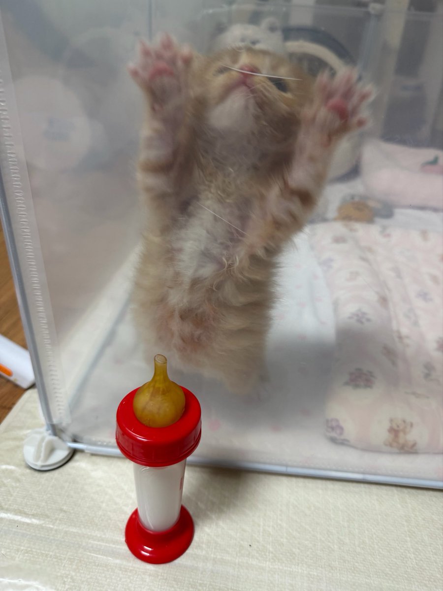 밥 기다리는게 가장 힘든 고양이