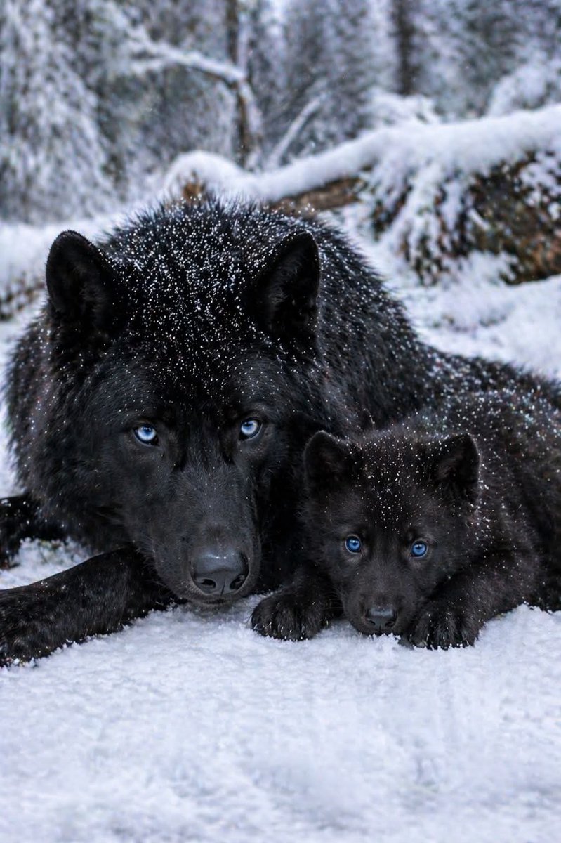 Wolf Empiree tweet media