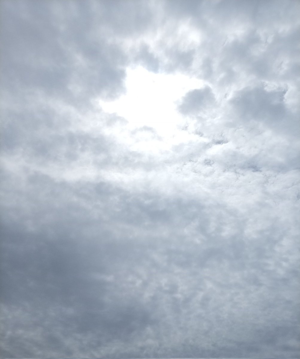 シロ🐕️ tweet media