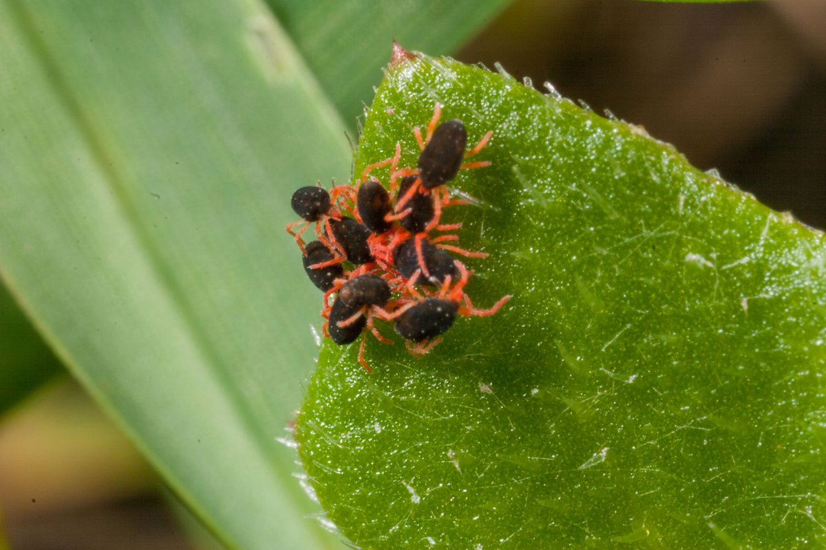 Imtrade's tweet photo. Be ready for early season pest pressure with Omen 290 VeripHy® SL Insecticide.

Registered for the control of mites and lucerne flea in cereals, canola, pasture and pulse crops, plus bluegreen aphid and cowpea aphid in faba beans.

Call 1800 171 799 to secure stocks.
#OMEN https://t.co/zFRWQ9rn4W