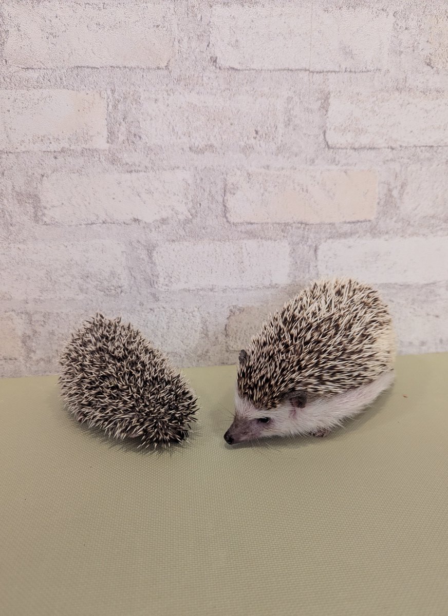 コーヒーゼリー先輩とツーショット❣を撮った子ハリ(201番ちゃん)💖

１枚目：ｺｰﾋｰ🦔「恥ずかしがり屋さんなのかしら❓」

２枚目：同じポーズで🎶

３枚目：ｺｰﾋｰ🦔「やっぱり恥ずかしがり屋さんね」
子ﾊﾘ🦔「よ、よろちくお願いちまちゅ…❣」

#ハリネズミ #かわいい #hedgehog