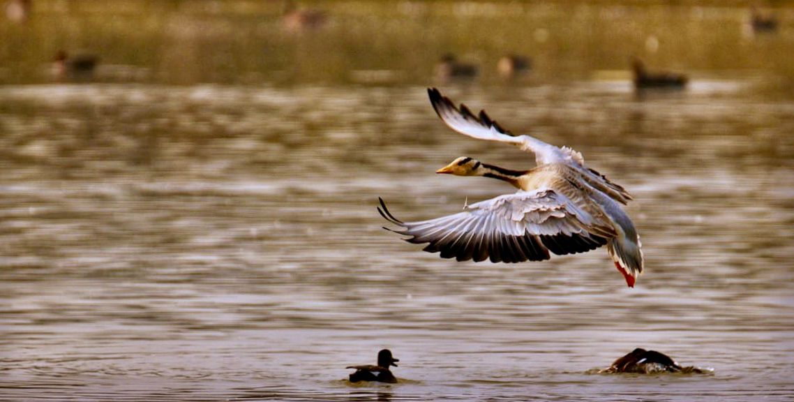 EnvironmentPib's tweet photo. Shri @byadavbjp announces Shekha Jheel Bird Sanctuary as India’s 99th #Ramsar site; Uttar Pradesh’s tally rises to 12

📝
 https://t.co/Iv7CJF9S0I https://t.co/AG0k2xCG7R