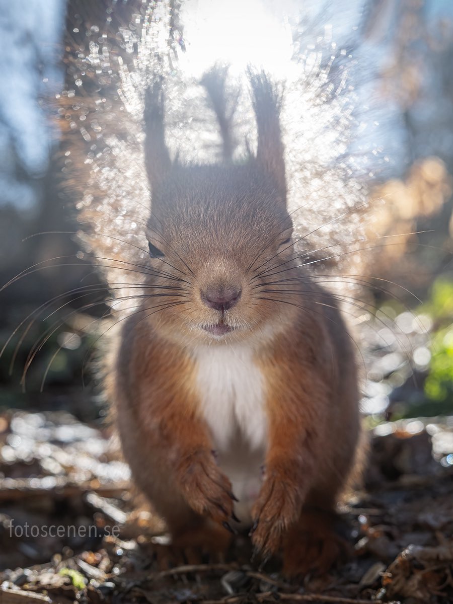 Squirrels by Fotoscenen tweet media