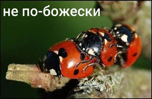 ✨STALINDÃO✨ tweet media