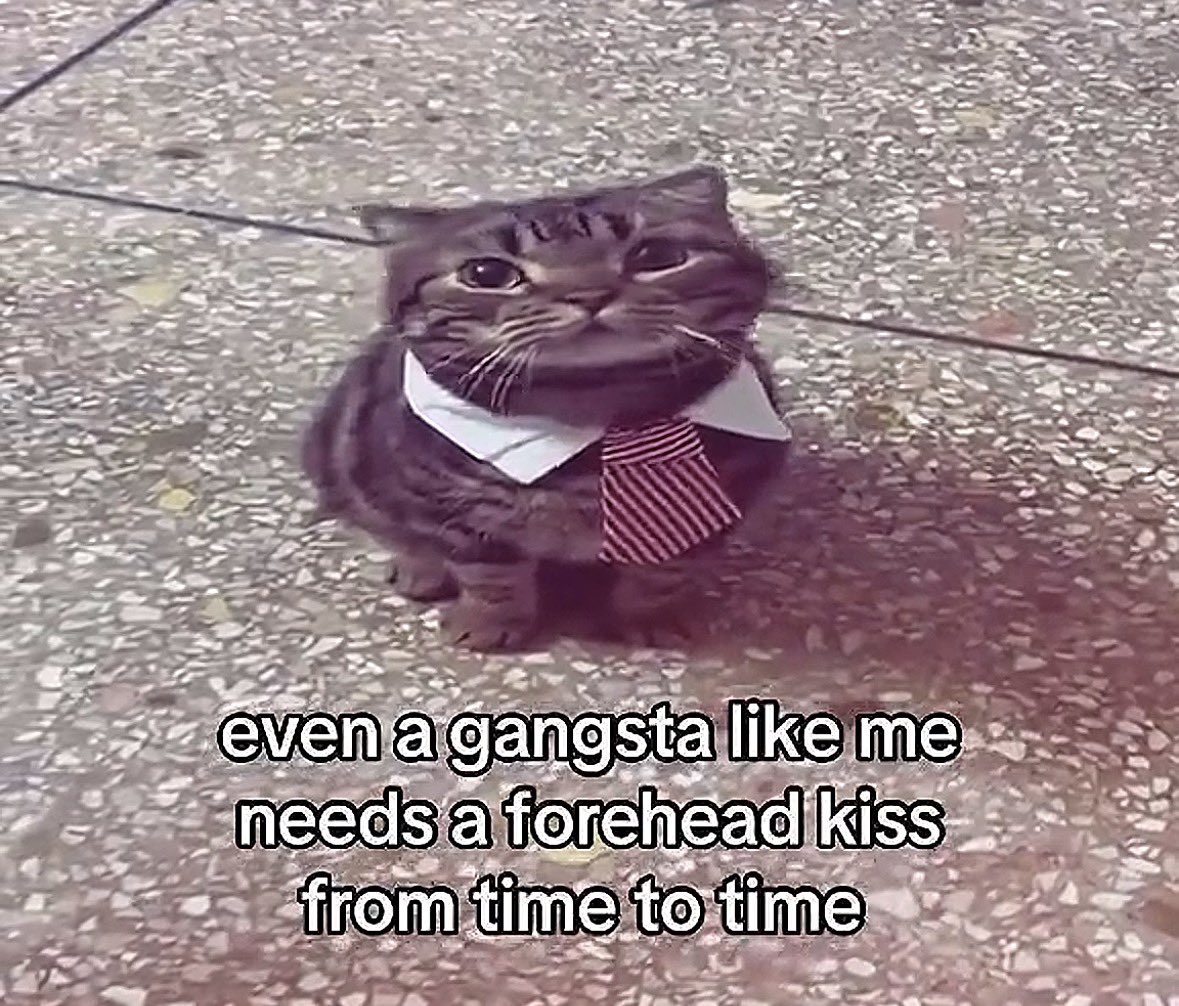 LiterallyMeCats tweet media