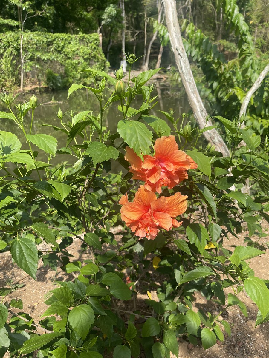 Island Honey tweet media