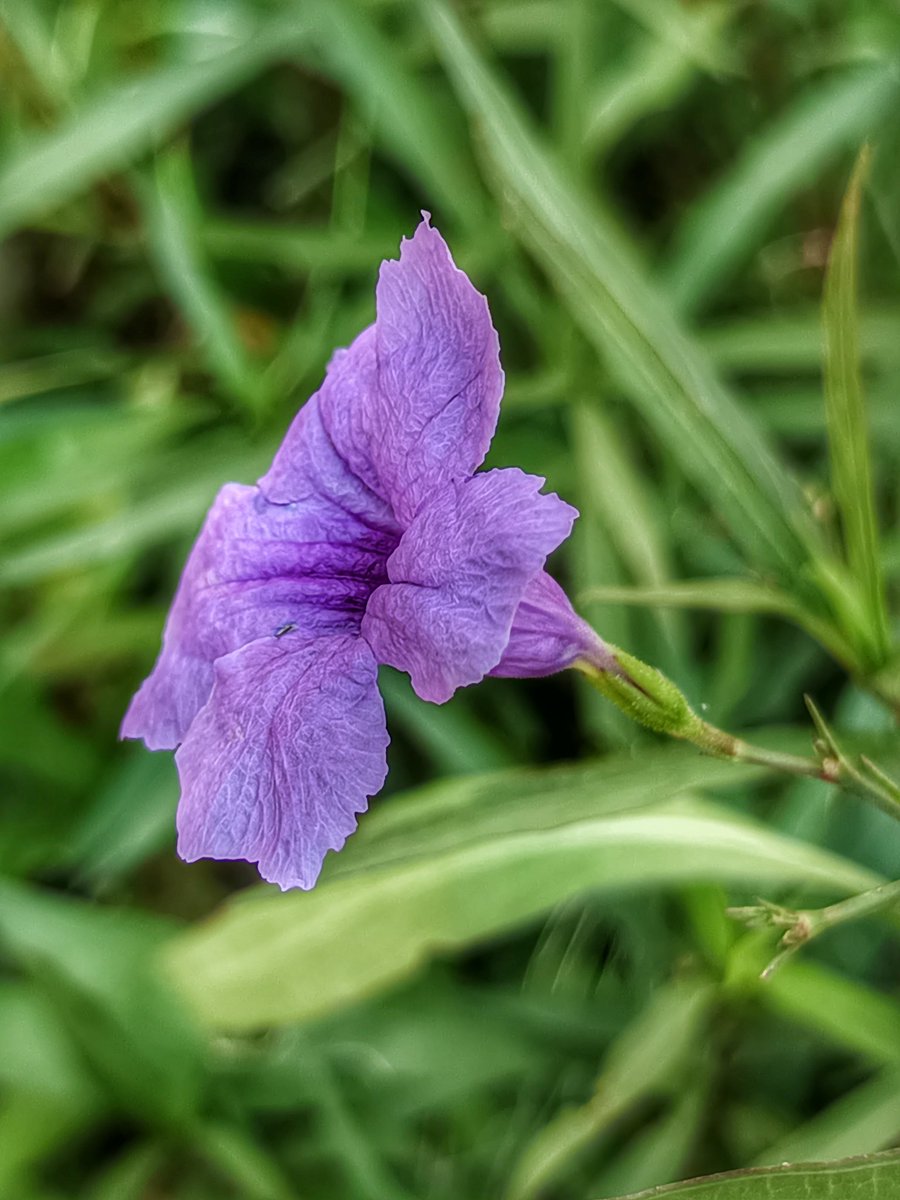 niileshraichura's tweet image. Fill the TL in purple.. 💜