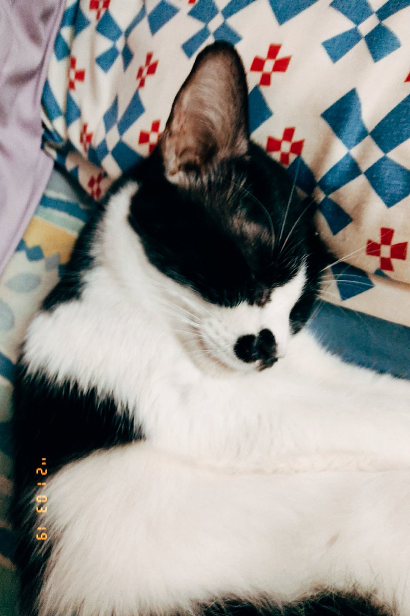 _prettycanary's tweet photo. Im missing my baby Chappie :'( https://t.co/xnQkQAe2YX