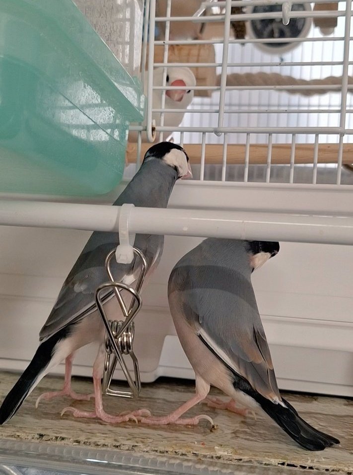 もん子 tweet media