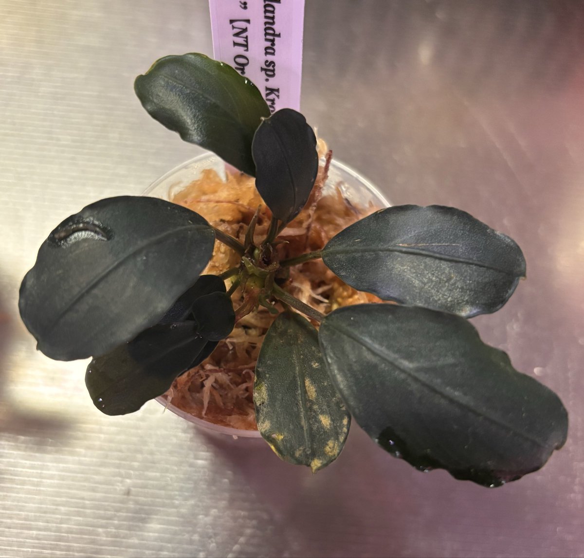 RYOKU33♂ tweet media