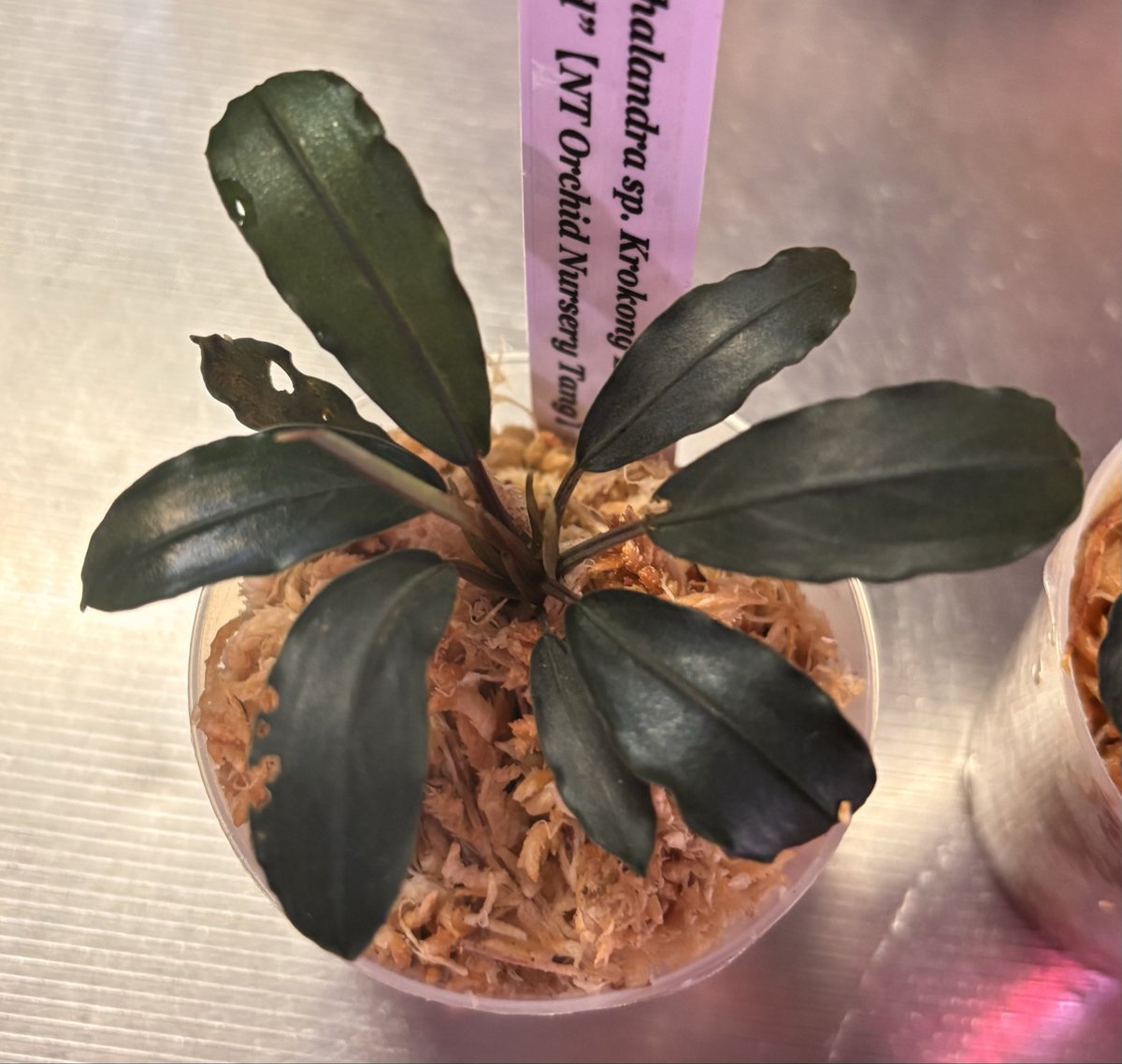 RYOKU33♂ tweet media