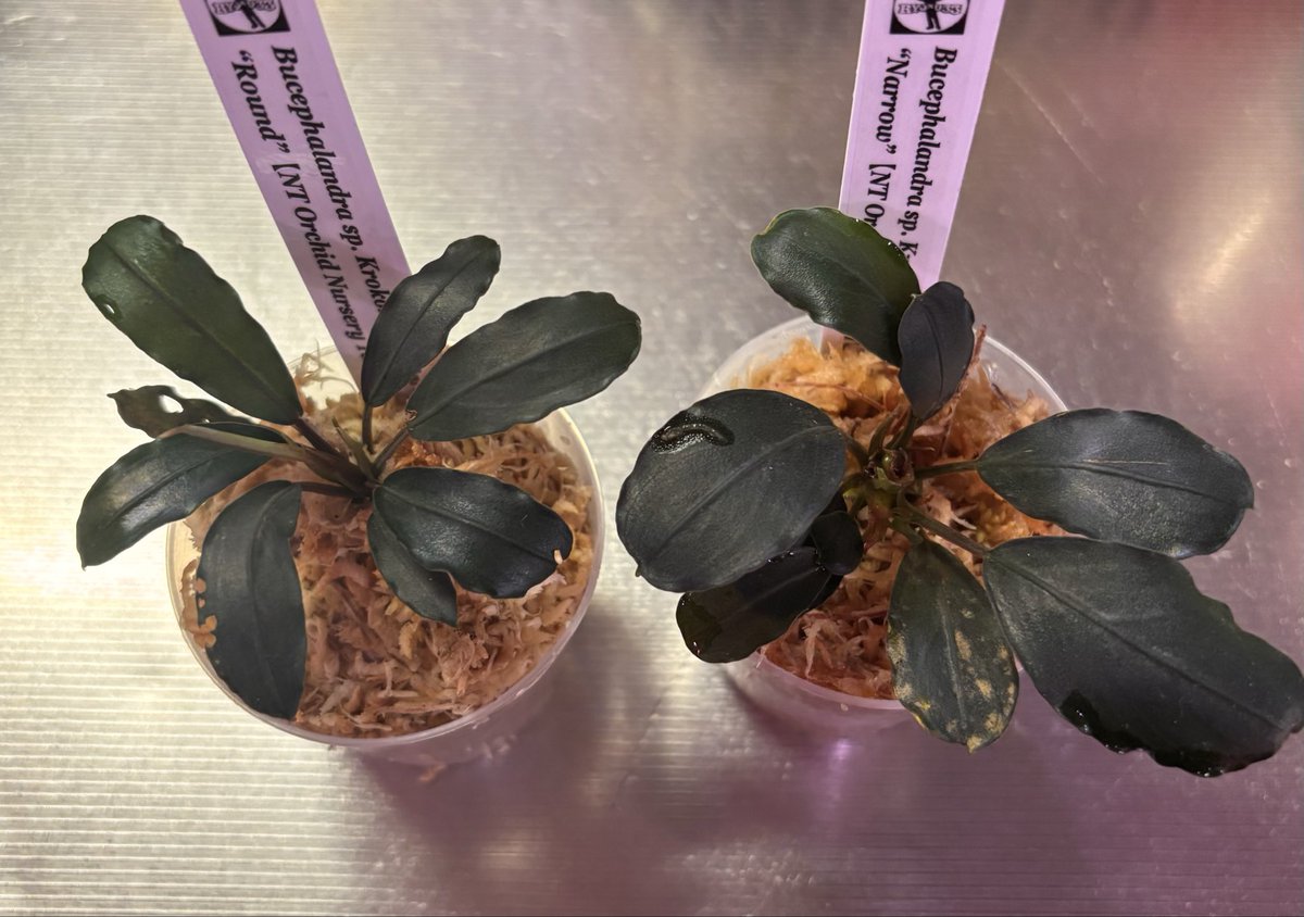 RYOKU33♂ tweet media