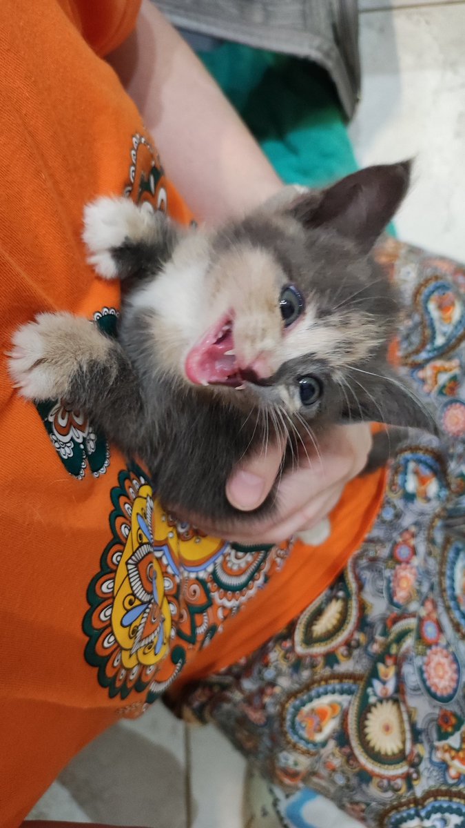 болотный кот 🐈🏳️‍🌈 🏳️‍⚧️ tweet media