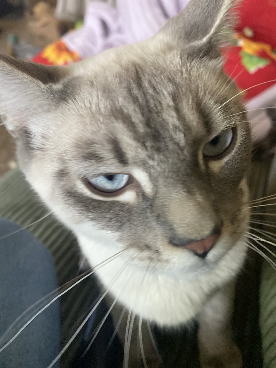 robotard pup ;3 tweet media