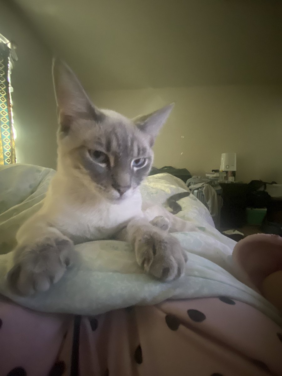 robotard pup ;3 tweet media