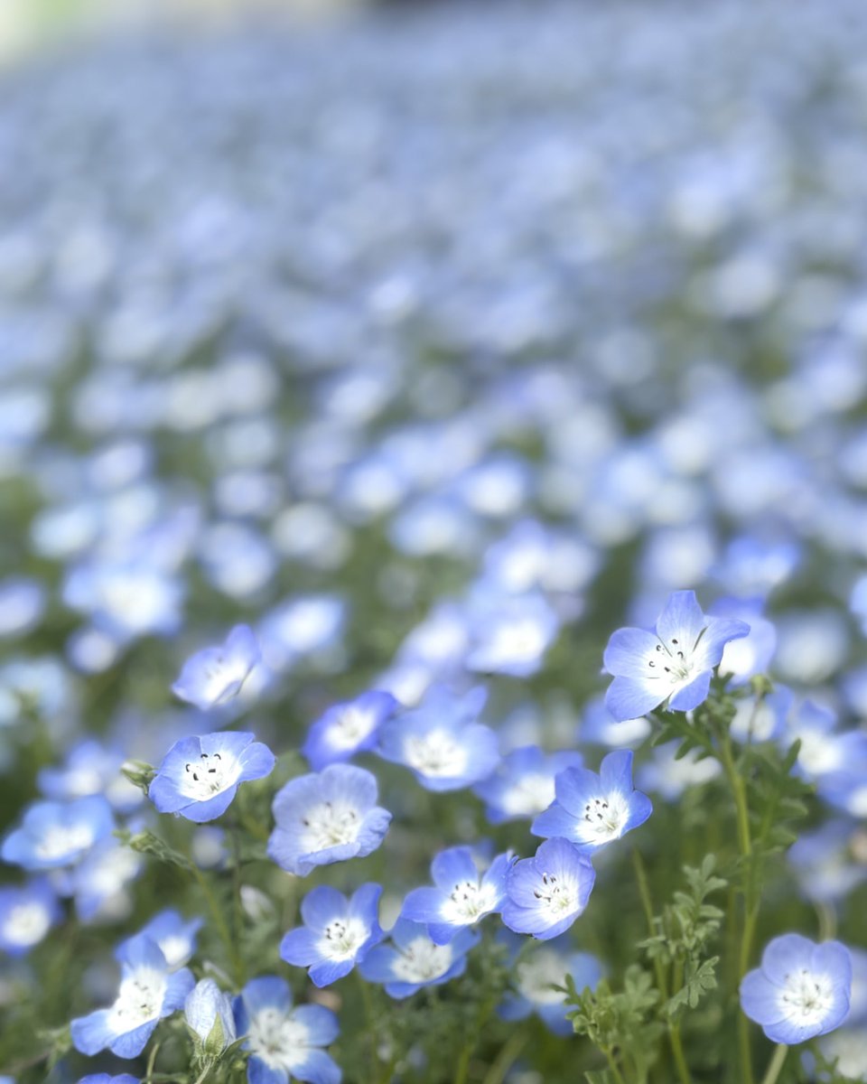 clover tweet media