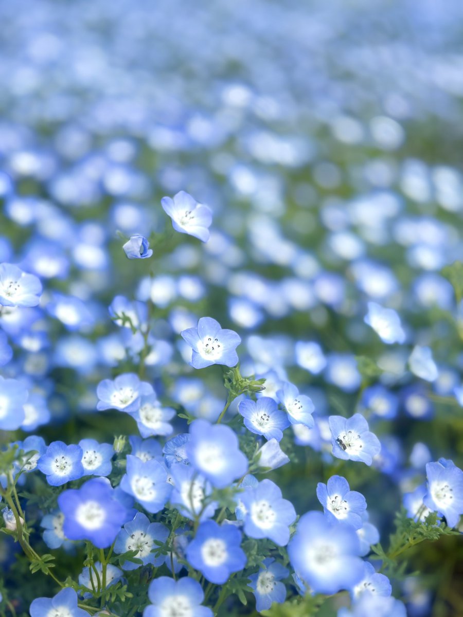 clover tweet media