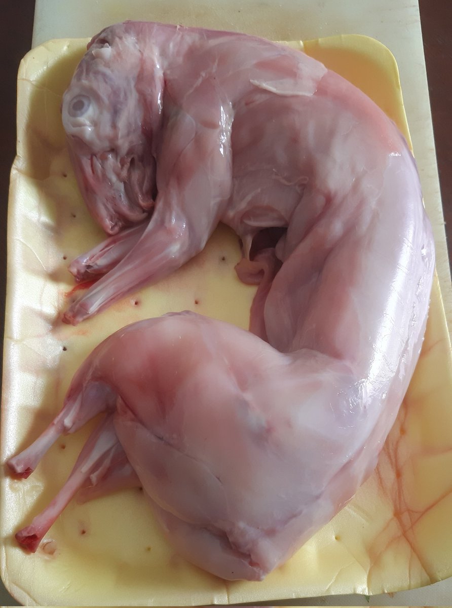 خرگوش کی کلیجی، دل پھیپھڑے اور گردے

بقرعید پر خرگوش کی قربانی بھی ہونی چاہیے